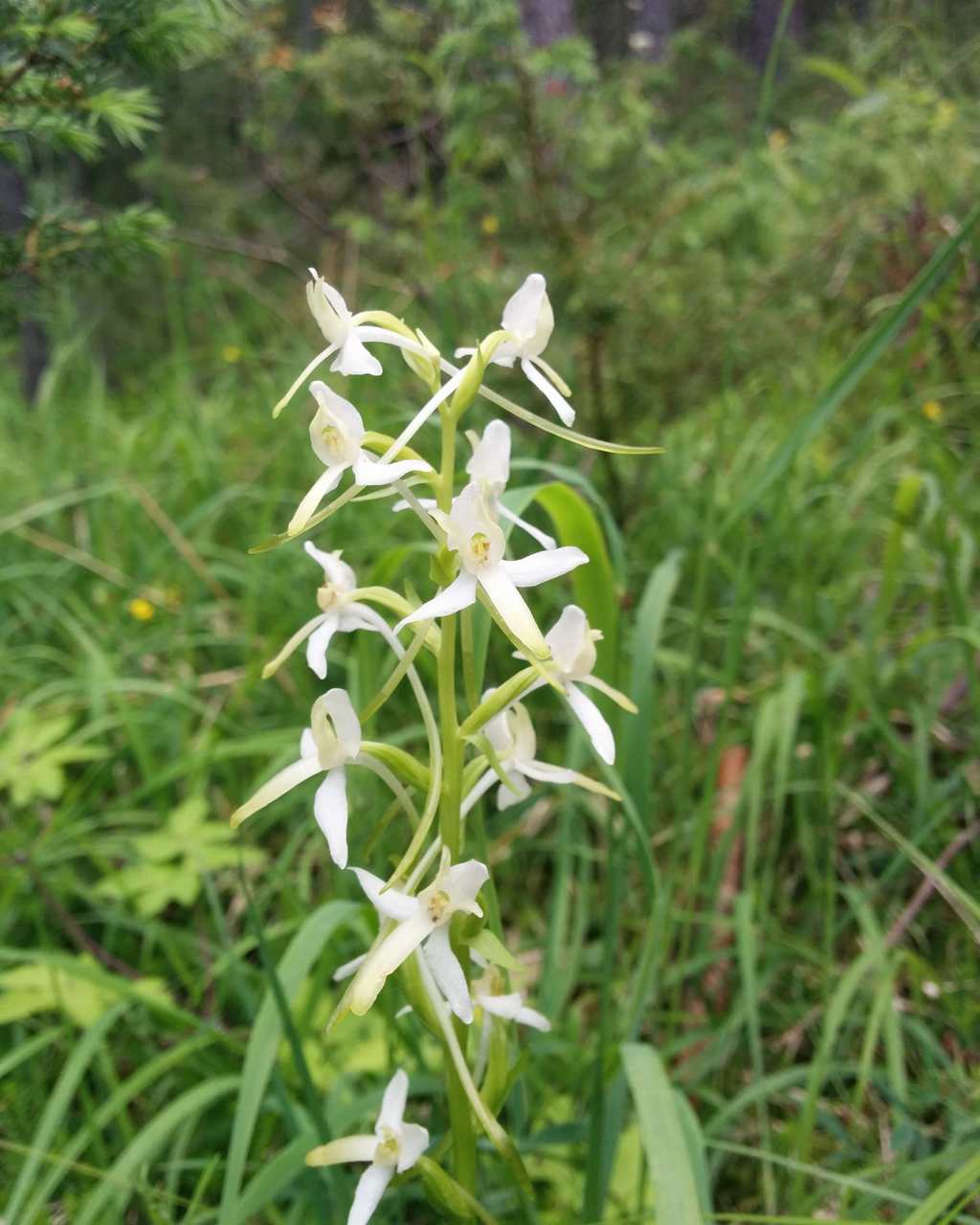 Platanthera bifolia